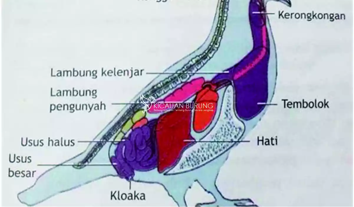 Apa Fungsi Tembolok dalam Sistem Pencernaan Burung