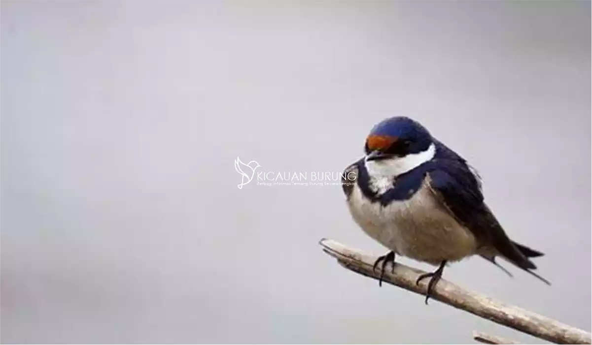 Arti dan Makna Ketika Burung Masuk Rumah