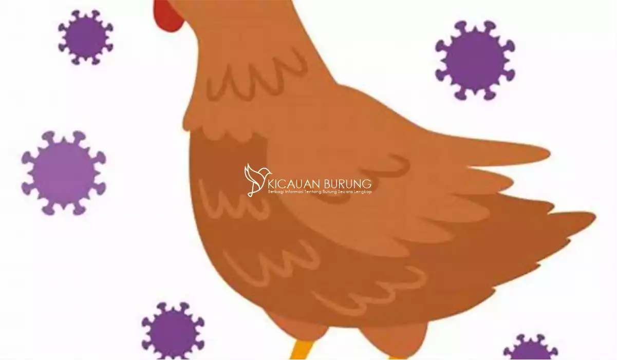 Bagaimana Cara Penularan Penyakit Flu Burung