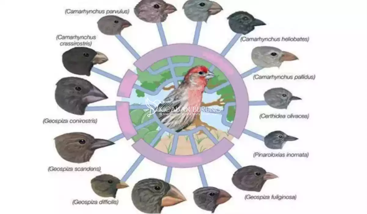 Bagaimana Proses Evolusi Bentuk Paruh Burung Finch Menurut Darwin