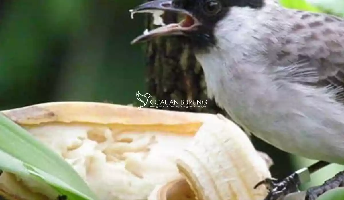 Berbagai Jenis Makanan Burung Kutilang