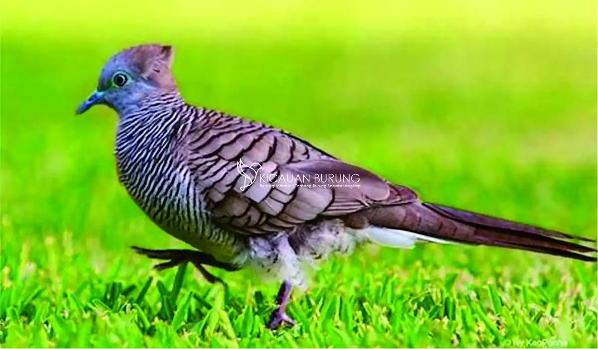 Ciri-ciri Burung Perkutut