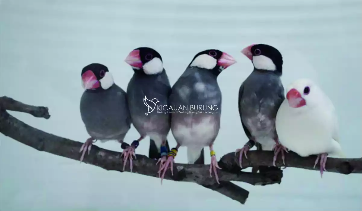 Harga Burung Gelatik di Indonesia