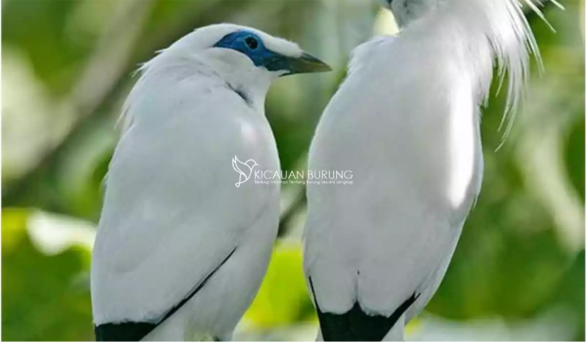 Harga Burung Jalak