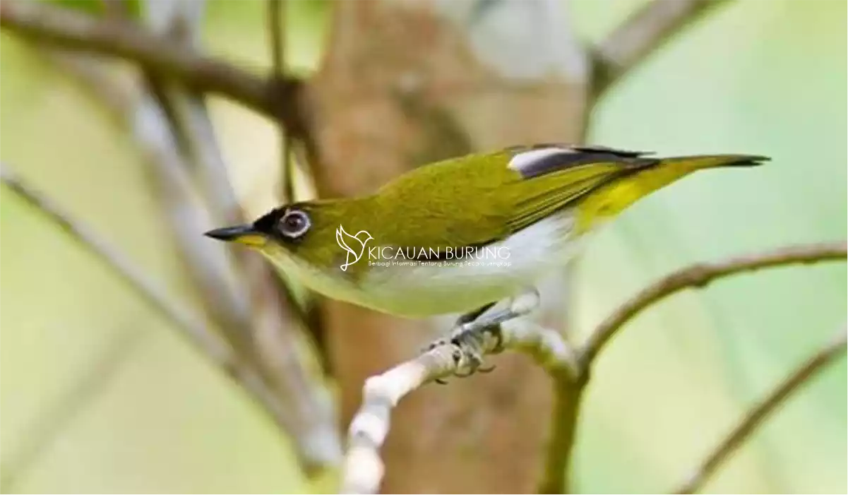 Harga Burung Kacamata