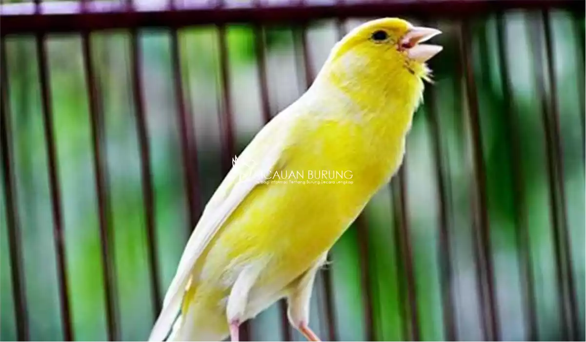 Harga Burung Kenari Kuning