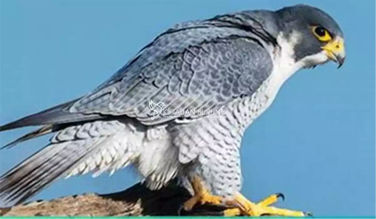 Jenis Burung Falk dan Harganya