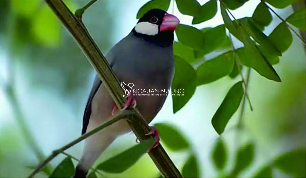 Jenis Burung Gelatik di Indonesia
