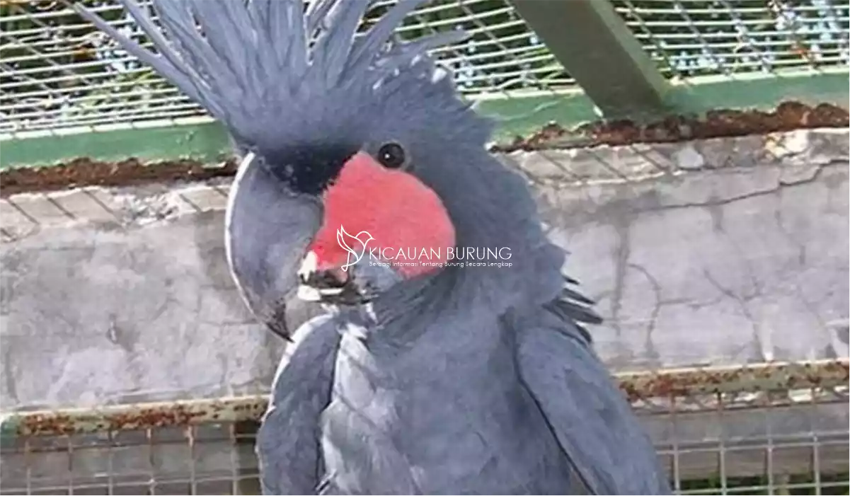 Jual Burung Kakatua