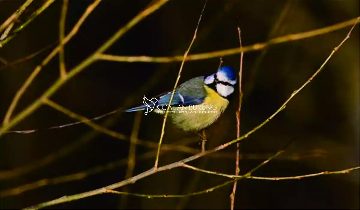 Keunikan Burung Gelatik Biru