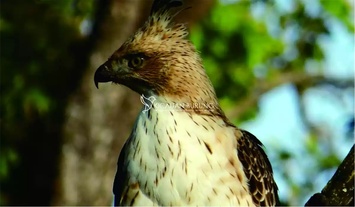 Mengapa Burung Garuda Sering Menoleh ke Kanan