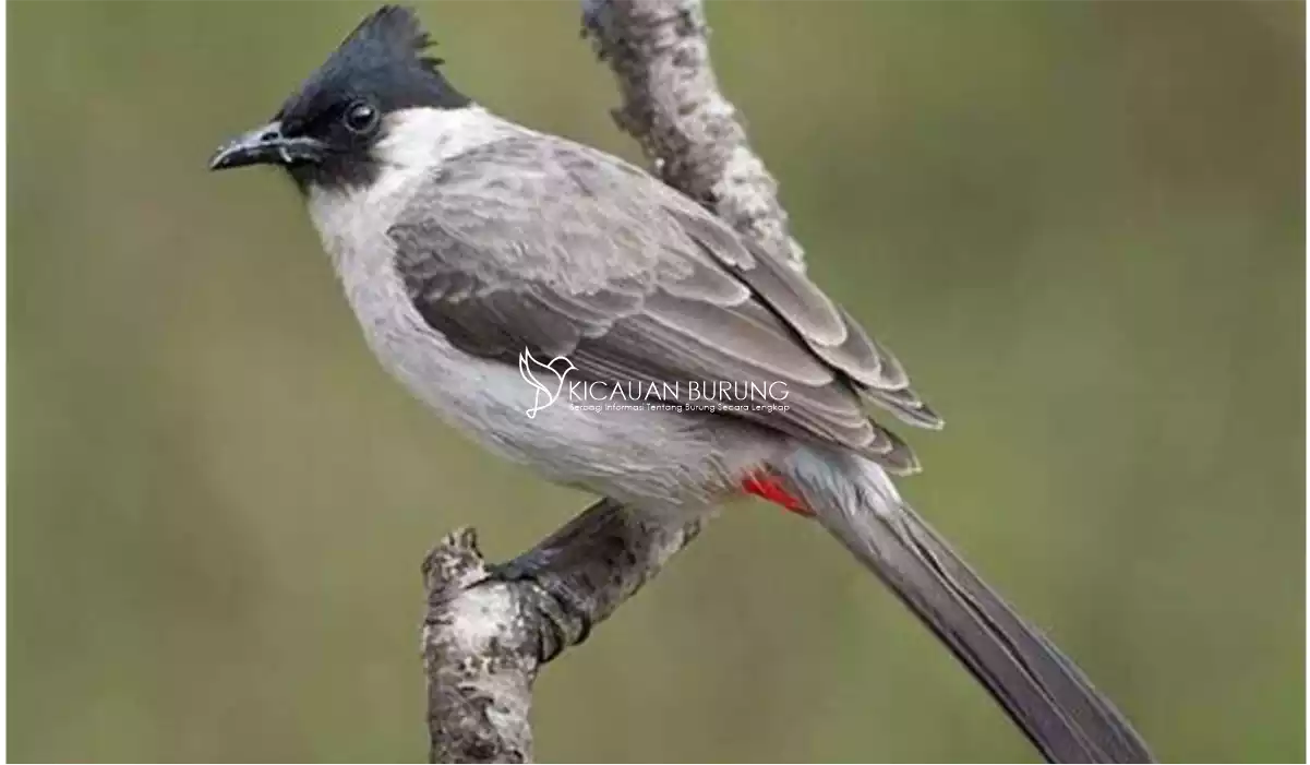Suara Burung Kutilang