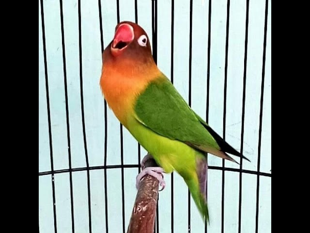 Cara Merawat Burung Lovebird agar Nafasnya Panjang