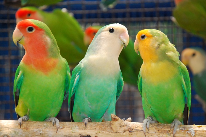 Manfaat Daun Pepaya untuk Burung Lovebird