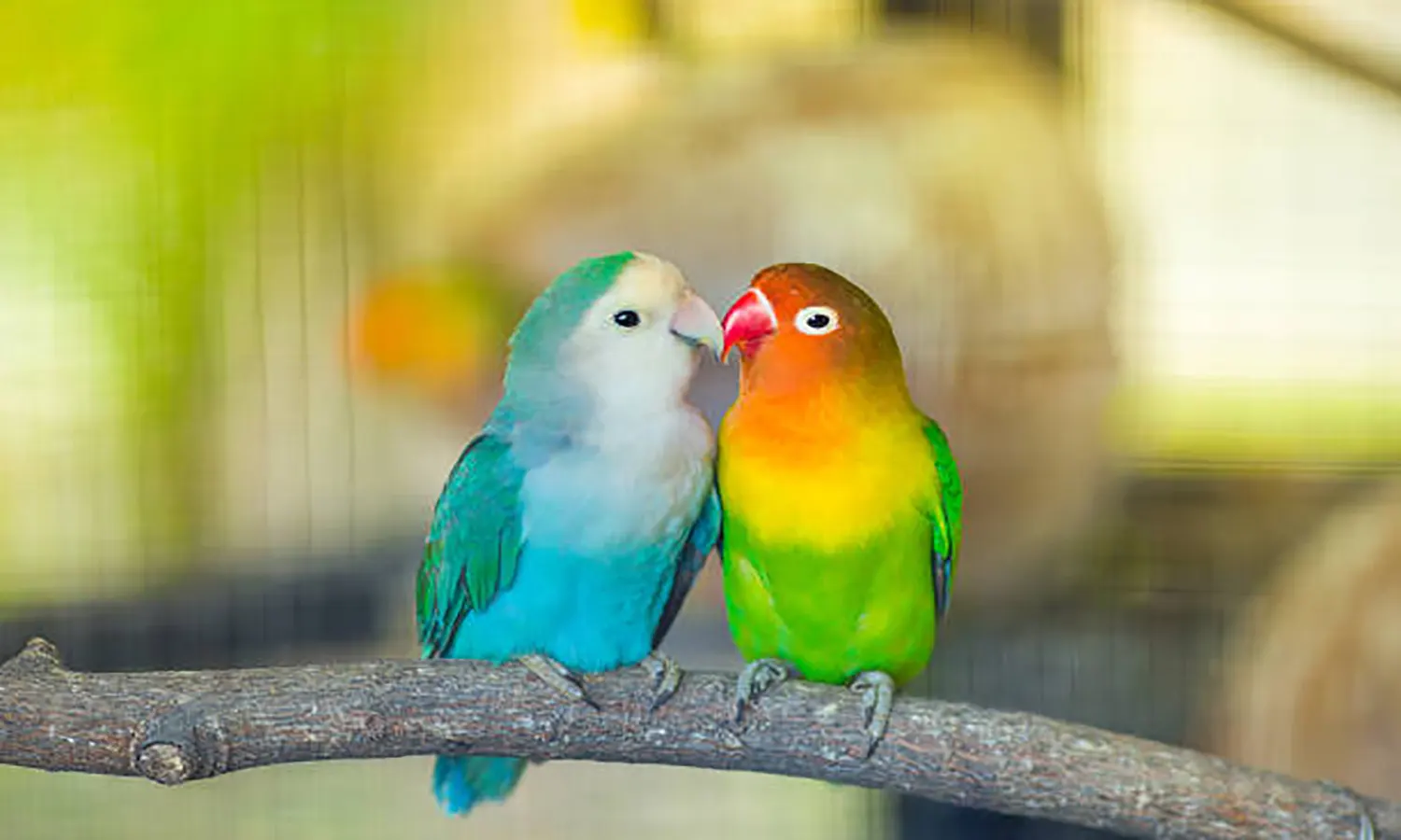 Manfaat Daun Salam untuk Lovebird Kicau